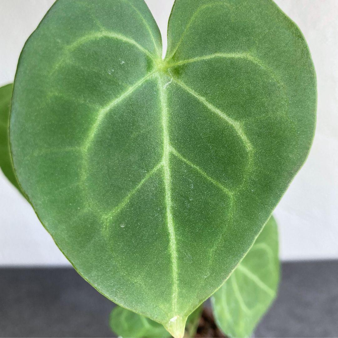 アンスリウム クラリネビウム ハイドロカルチャー 水耕栽培 おしゃれ インテリアグリーン | 2枚目