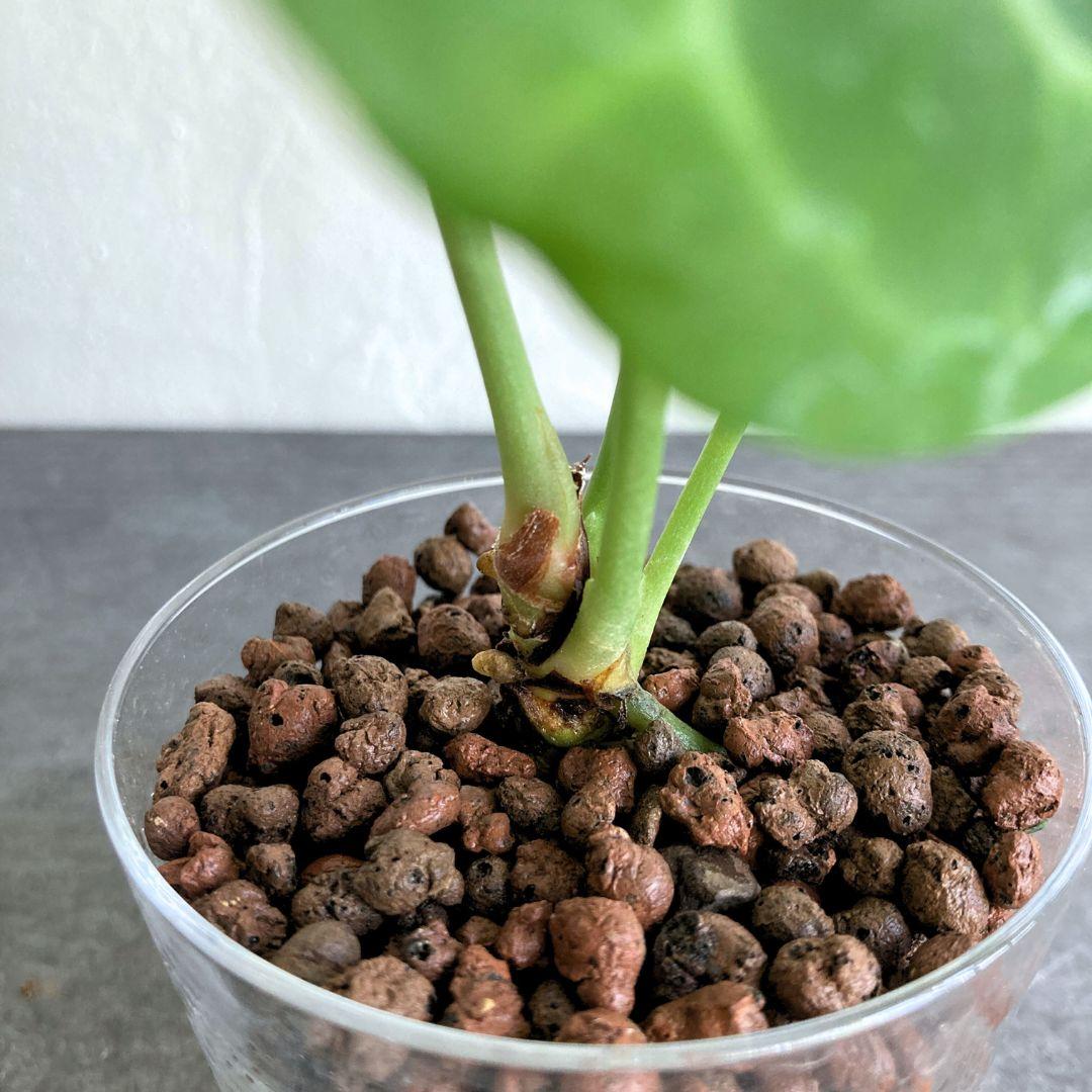 アンスリウム クラリネビウム ハイドロカルチャー 水耕栽培 おしゃれ インテリアグリーン | 3枚目