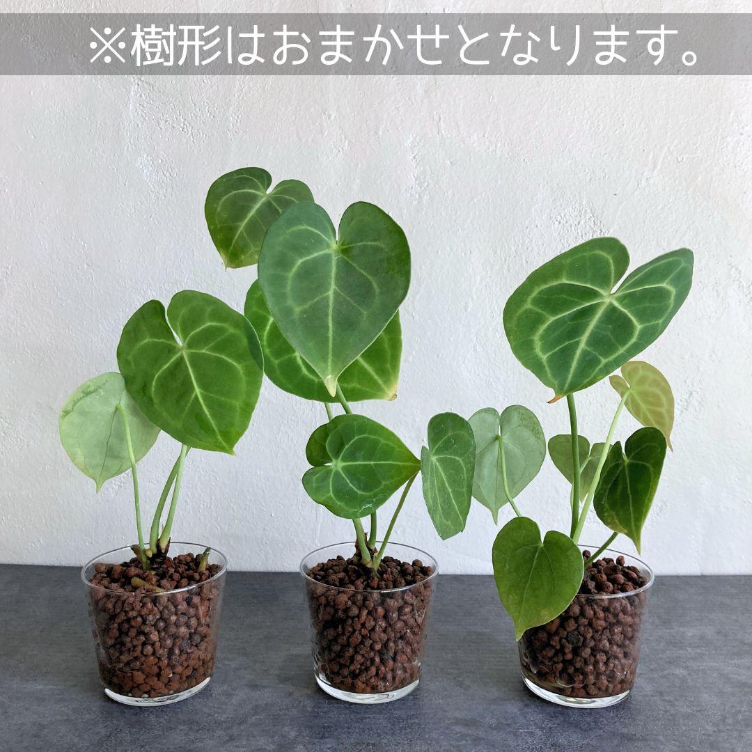 アンスリウム クラリネビウム ハイドロカルチャー 水耕栽培 おしゃれ インテリアグリーン | 5枚目