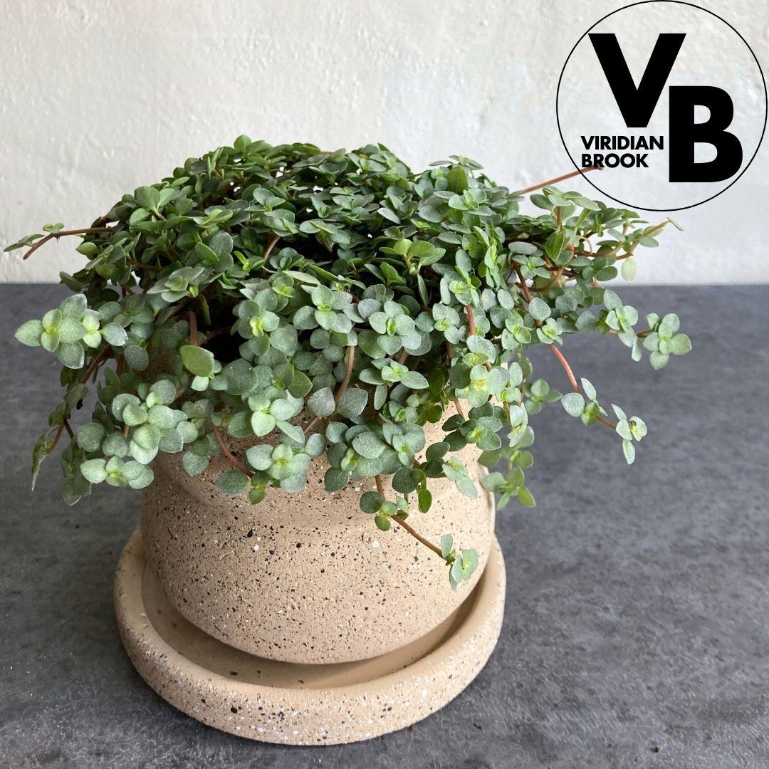 ピレア グラウカ A 陶器鉢 3.5寸 観葉植物 美品1枚目の画像