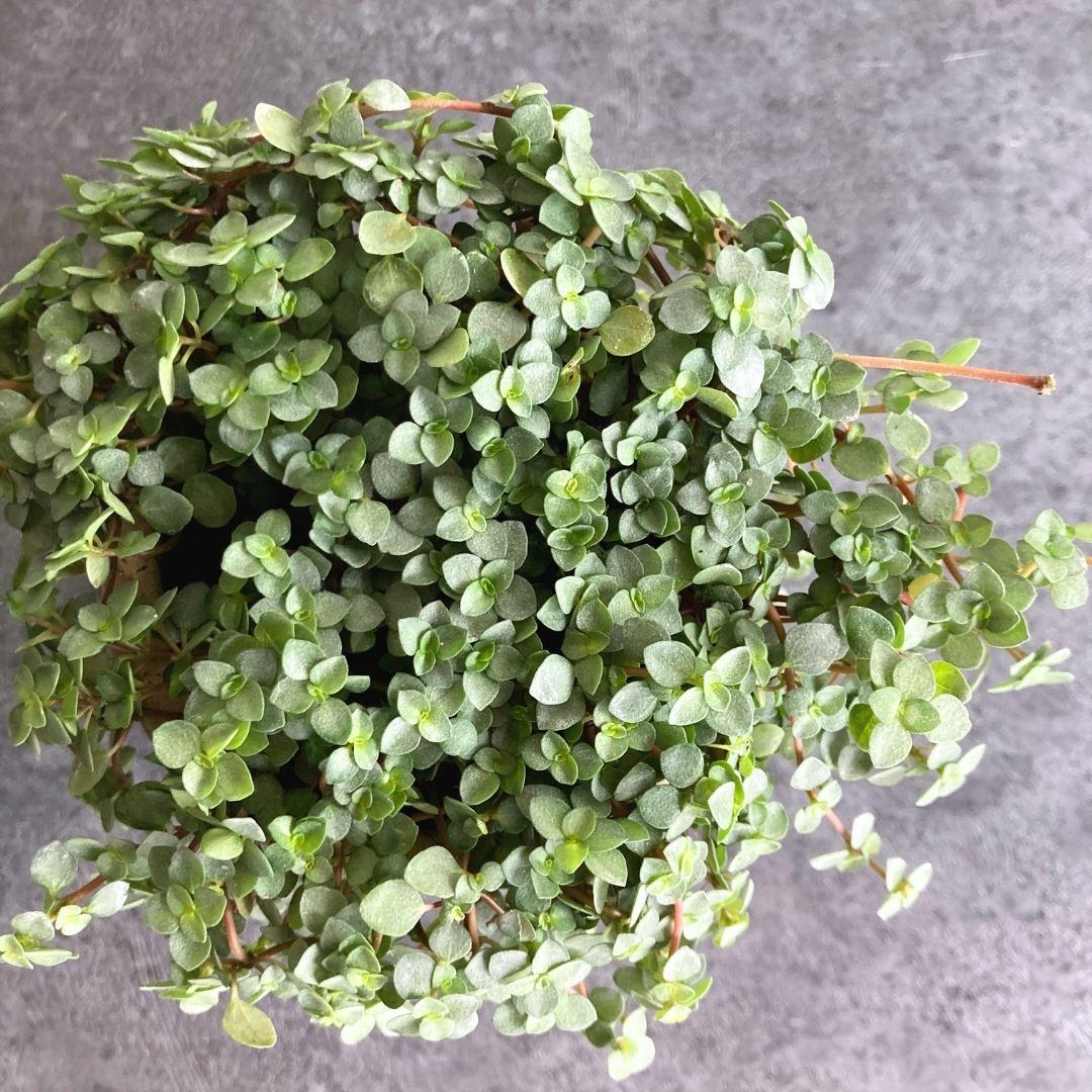 ピレア グラウカ A 陶器鉢 3.5寸 観葉植物 美品 | 2枚目