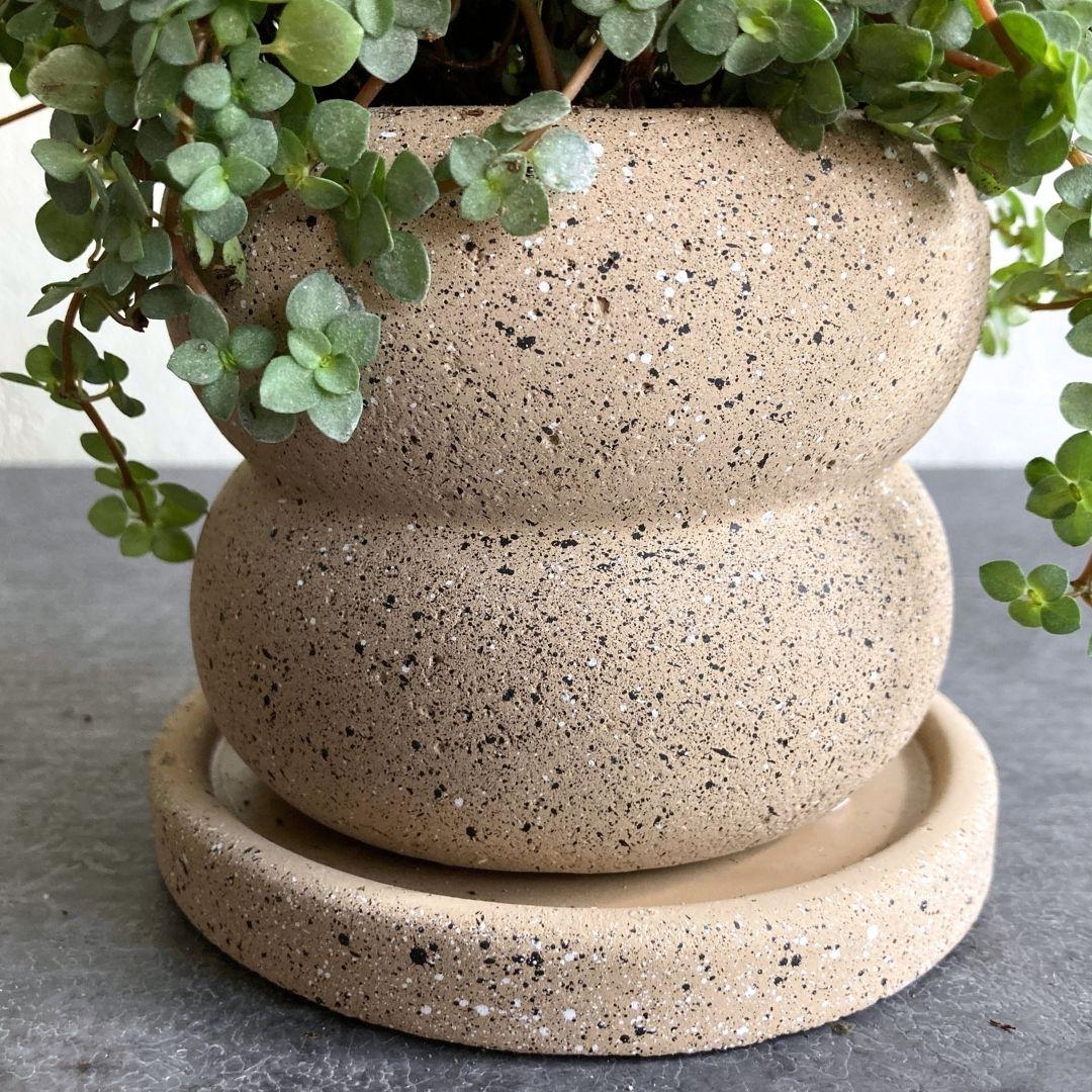 ピレア グラウカ A 陶器鉢 3.5寸 観葉植物 美品 | 3枚目