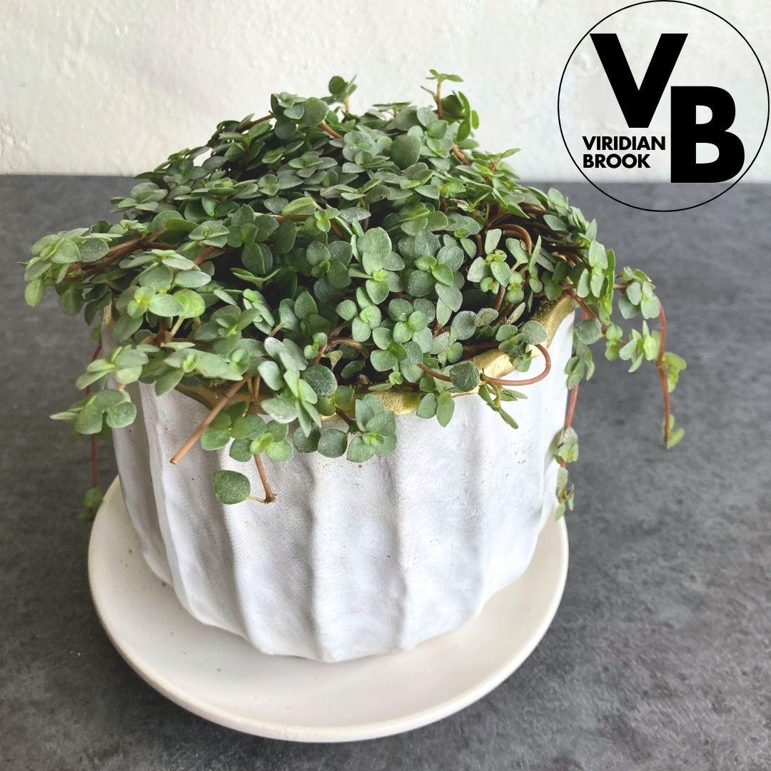 ピレア グラウカ B 陶器鉢 3.5寸 観葉植物 美品1枚目の画像