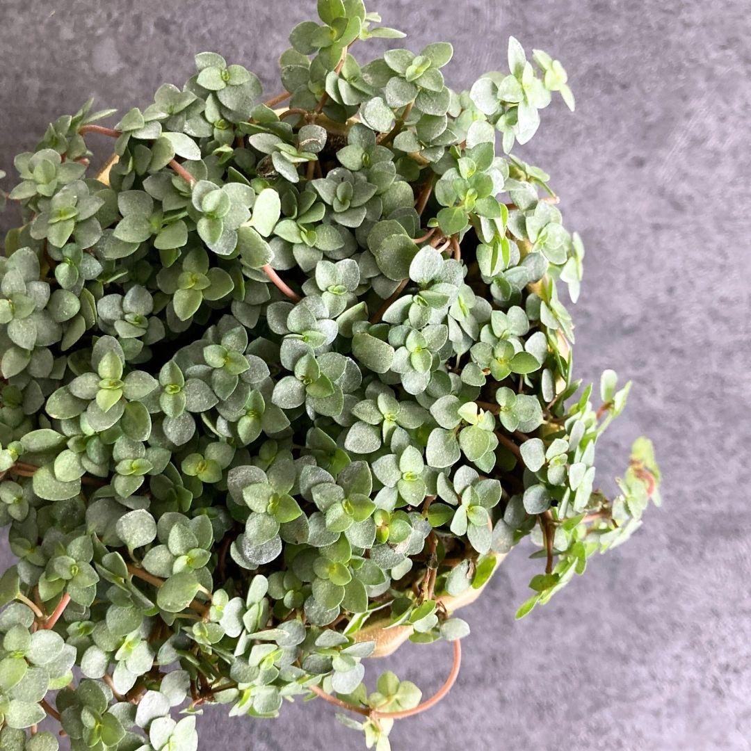 ピレア グラウカ B 陶器鉢 3.5寸 観葉植物 美品 | 2枚目