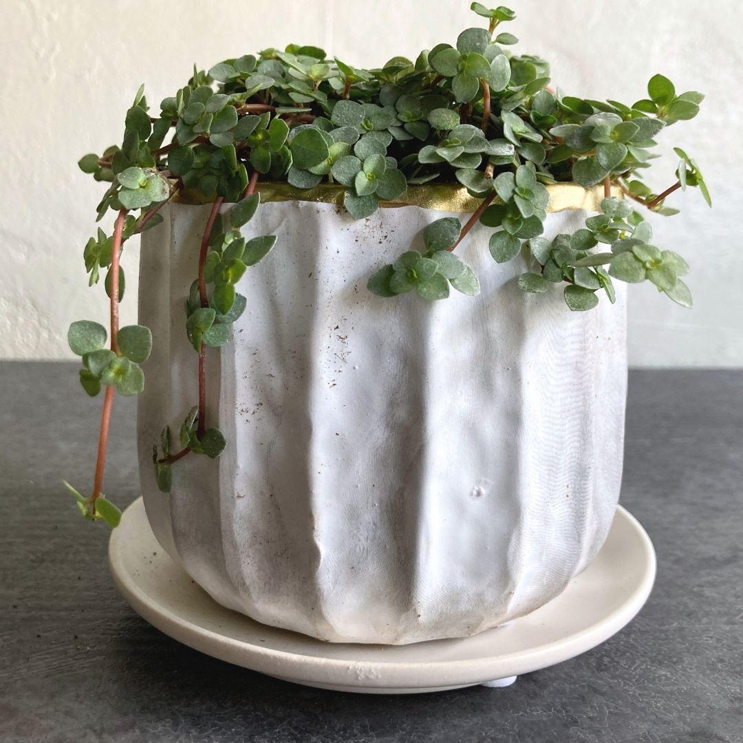 ピレア グラウカ B 陶器鉢 3.5寸 観葉植物 美品 | 3枚目