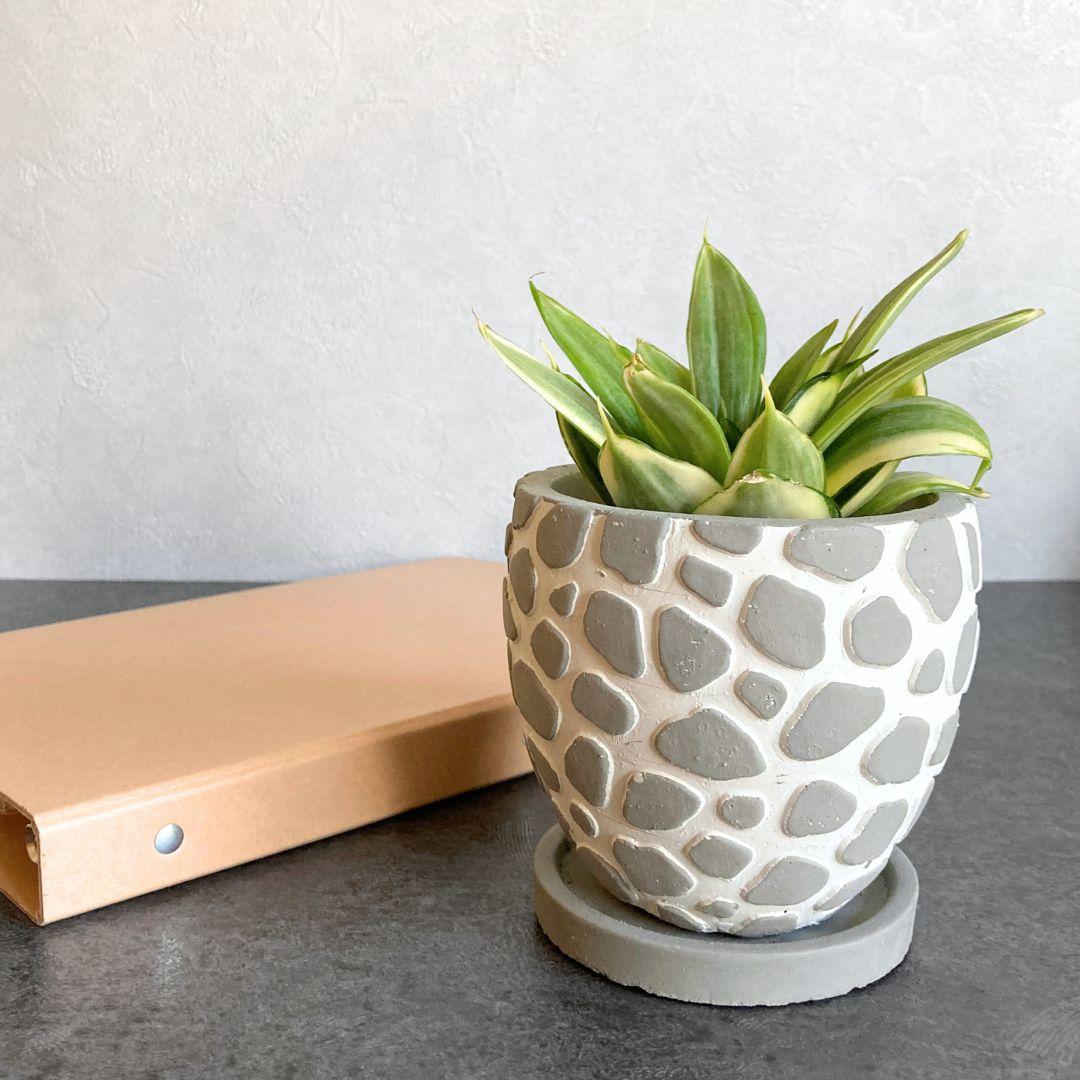 【レオパールサークル】 2色から選べる おしゃれ 陶器鉢 3寸 3号 小型 観葉植物 | 3枚目