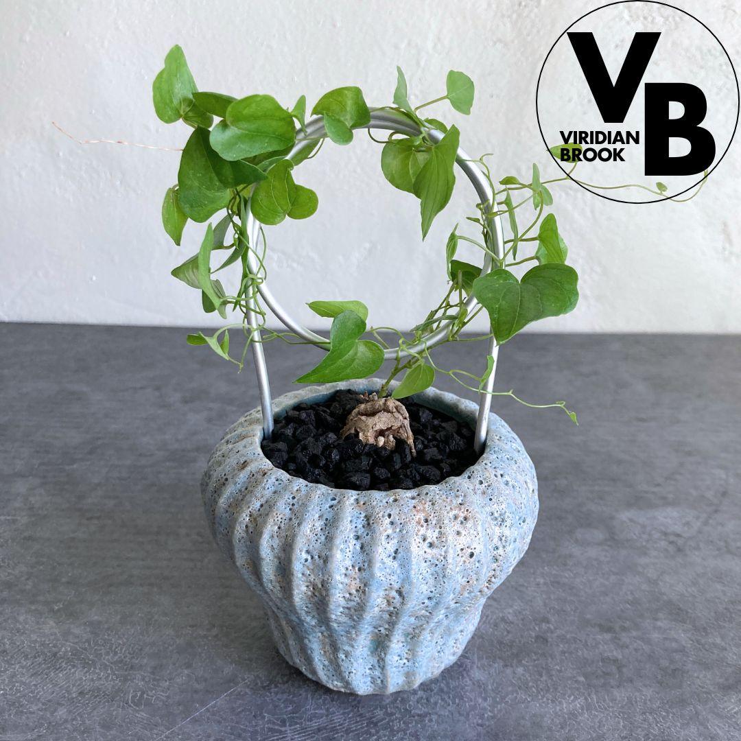 亀甲竜 2.5寸 2.5号 観葉植物 塊根植物 おしゃれ インテリアグリーン1枚目の画像