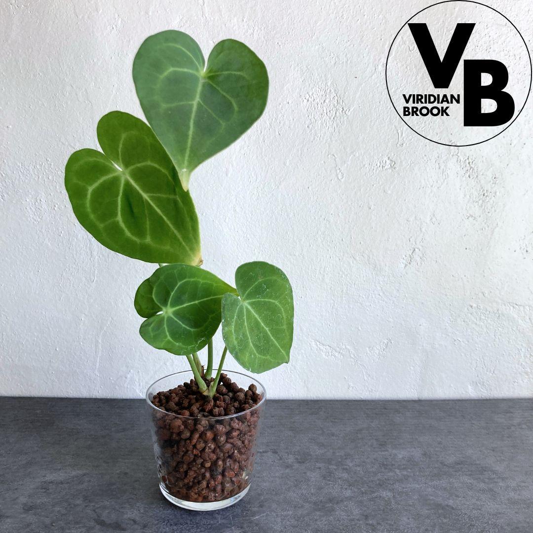 アンスリウム クラリネビウム ハイドロカルチャー 水耕栽培 おしゃれ インテリアグリーン1枚目の画像